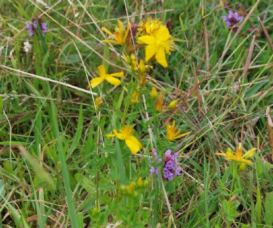 St Johns Wort
