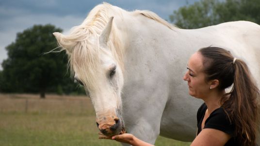 prone to laminitis