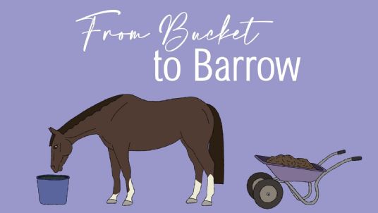 How do horses digest forage simple system horse feeds