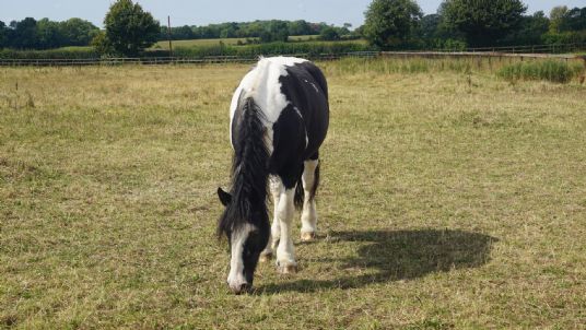 Dry stressed grazing