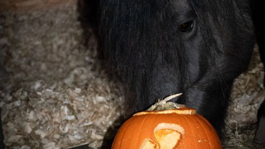 can horses eat pumpkin