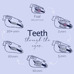 Horses teeth through the ages - Quarter width