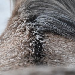 Well insulated horse with frost on back - Quarter width