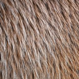 Coat showing direction of hairs - Quarter width