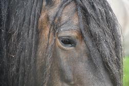 Water moving away from horse eye - Quarter width