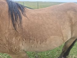 waterproof horse coat - Quarter width