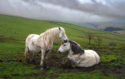horses in mud - Quarter width
