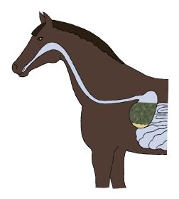  - Quarter width