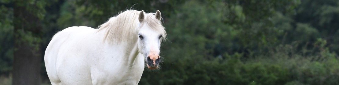 Laminitis