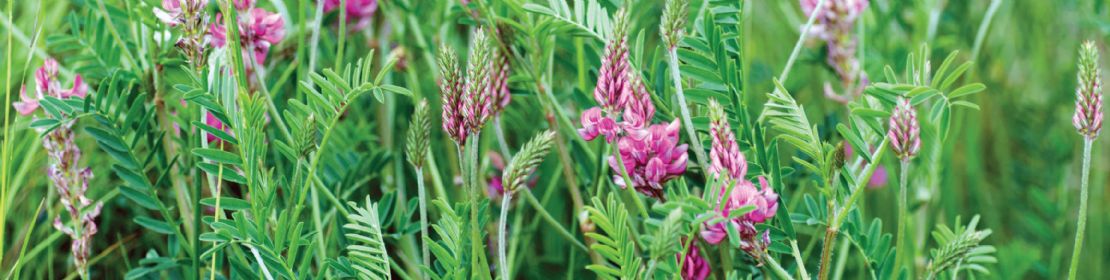 Sainfoin Products