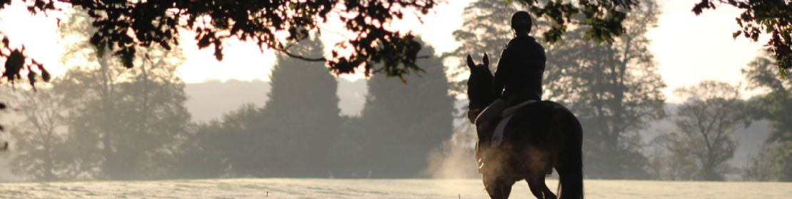 Feed for horses in light work or on box rest