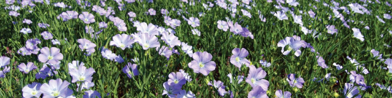 Linseed Products