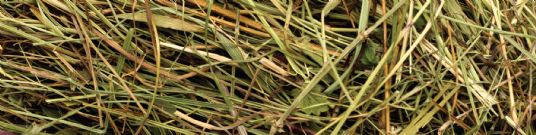 Horse Feed | Forage Analysis