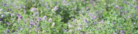 Horse Feed | Lucerne