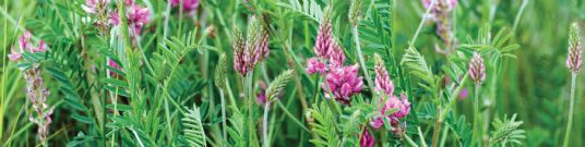 Horse Feed | Sainfoin