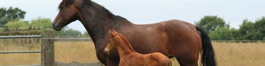 Horse Feed | Youngstock
