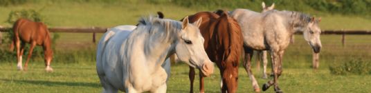 Horse Feed | Veteran/Dentally Challenged Horses
