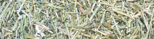 Horse Feed | Hay Replacer