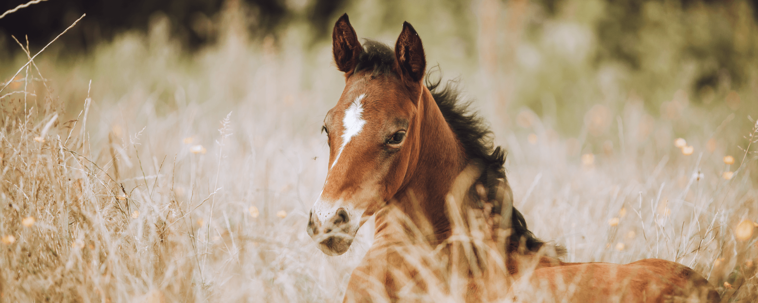 Our range of equine feeds has been developed to meet the specific needs of the horse’s unique digestive system.<br>
Beneficial for all breeds and types of horses, as well as addressing all the issues and levels of work that come with modern day horse management.