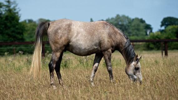 Why choose a forage diet?